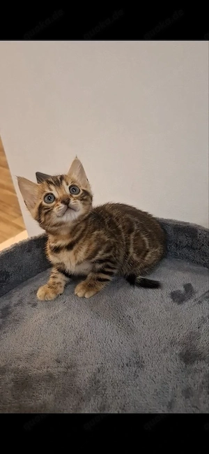 Bengal Katze Luna sucht neues Zuhause