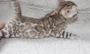 Bengal Katze Nala sucht liebevolle Familie
