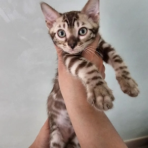Bengal Katze Bella sucht ein liebevolles Zuhause