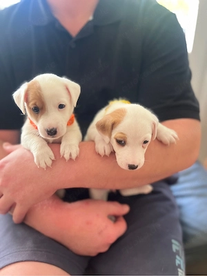 Jack Russell Terrier suchen neun Haus 18 Oktober sind abholbereit 