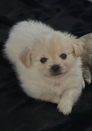 pomeranian zwegspitz shih tzu mix