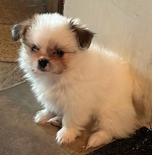 Pomeranian zwergspitz-Shih Tzu mix