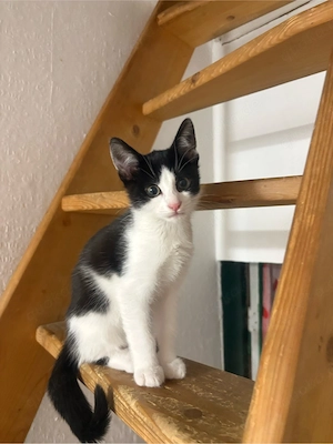 kleines Mädchen sucht noch ihr zu hause