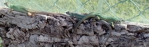 Lacerta Bilineata - Smaragdeidechse 3.3.0. NZ2025