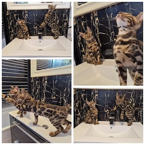 Premium Bengal Kitten's-XXL Rosetten Bengalkitten