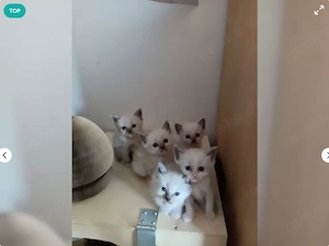 Ragdoll Kitten's abgabebereit 