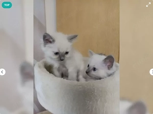 Ragdoll Kitten's abgabebereit 