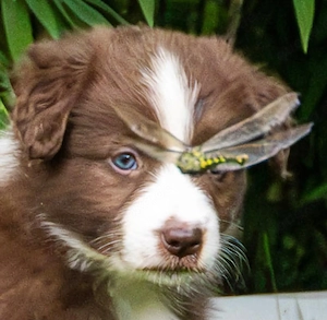 Red Hündin Australian Shepherd  Border Collie Welpen