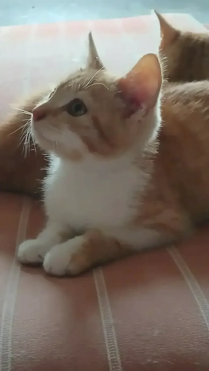 Rot weisser Kater,sehr verschmusst und hört sehr gut wenn man ihn ruft