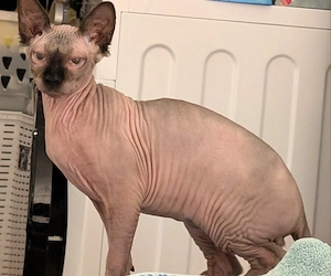 Verkaufe kastrierten Sphynxkater 