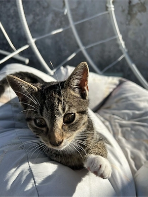 Babykatze europäische kurzhaar Mix 