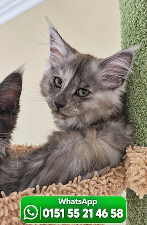 Traumhafte Maine Coon Kitten 
