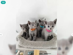 Reinrassige Russisch Blau Kitten suchen ein liebevolles Zuhause 