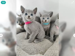 Reinrassige Russisch Blau Kitten suchen ein liebevolles Zuhause 