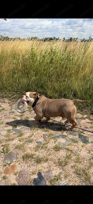 Old English Bulldog Deckrüde