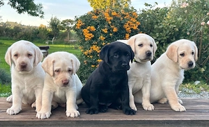 Herzensbrecher auf vier Pfoten: Labrador-Welpen suchen ihr Zuhause   
