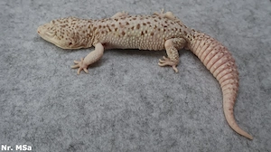 adult zuchtreif Männchen Leopardgecko