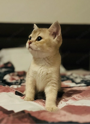 Reinrassige Britisch Kurzhaar Kitten