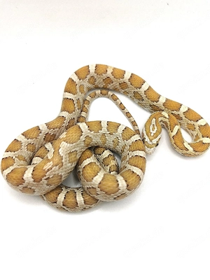 0.1 Golddust het Palmetto, Scaleless, Anery 
