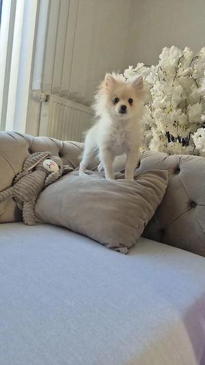 zwergspitz pomeranian 