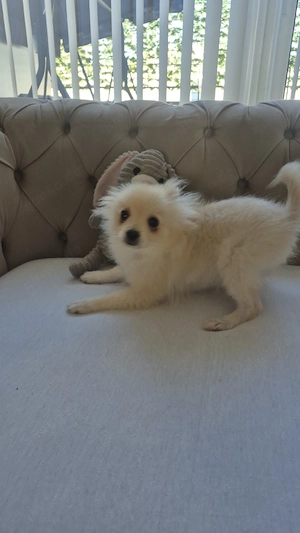 pomeranian