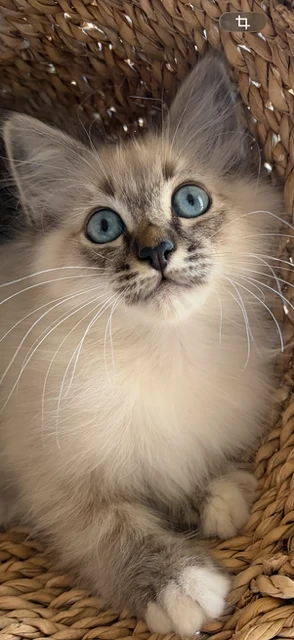 Heilige Birma Kitten   Kater  WunderSchönSehrLieb