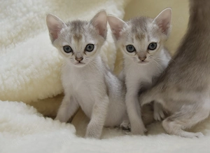 Singapura Kitten reinrassig in liebevolle Hände zu verkaufen