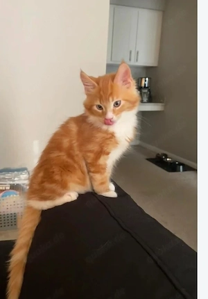 Bezaubernde, sozialisierte reinrassige Maine-Coon-Kätzchen