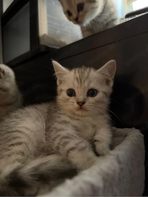 Süße reinrassige Bkh Babys suchen ein neues zu Hause