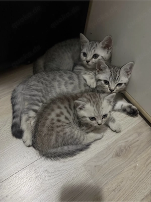 Süße reinrassige Bkh Babys suchen ein neues zu Hause