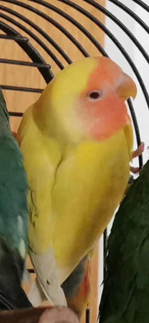 Rosenköpfchen Baby ca. 10 Wochen alt