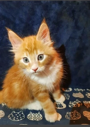 Wunderschöne Maine-Coon-Kätzchen (männlich und weiblich)