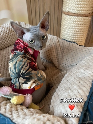 devon rex blaue kater , Staumbaum FIFE  