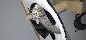 2 kleine Kater schweren Herzens abzugeben.