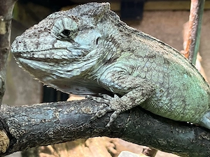Chamaeleolis porcus Anolis porcus