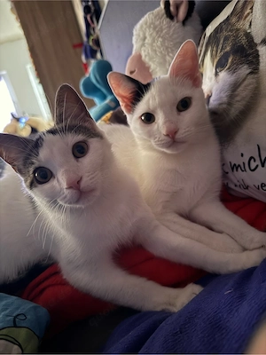 2 Siam Mix suchen dringend ein Zuhause