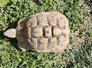 Männliche Schildkröte zu verkaufen. Geschlüpft 2017 in