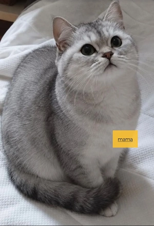 BHK Katze weiß Baby Kitten weiß mit Hartz-braunen Augen 