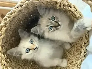 Heilige Birma Kitten WunderSchönSehrLieb