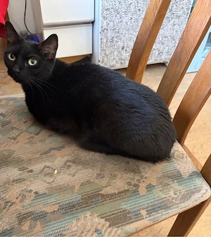  Luna sicht ein zuhause sie ist 2 jahre alt