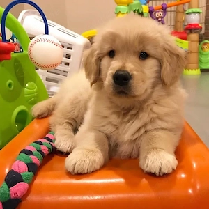 Golden Retriever