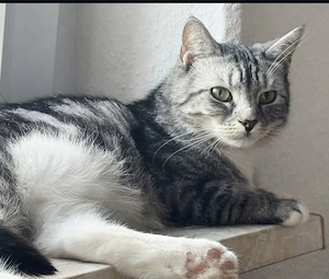 BKH-Mix Katze sucht neuen Wirkungskreis