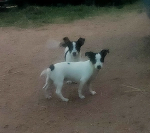Jack Russelmischlinge