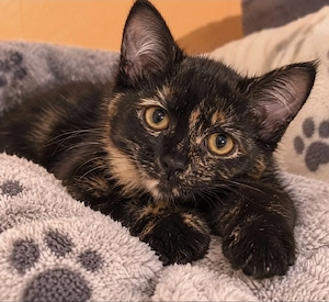 Zuckersüßes Kitten sucht ein Zuhause 