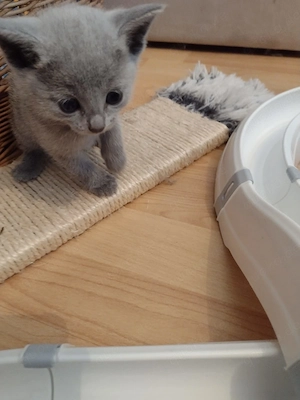 Russisch Blau Kitten abgabebereit, gechipt und für 1Jahr geimpft 