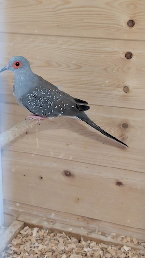 Diamandtäubchen