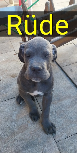 wir geben unsere cane corso Welpen ab. 