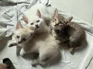 Wunderschöne Siam-Mix Kitten suchen liebevolles Zuhause