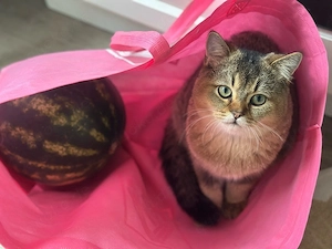 Liebevoller Kurzhaar-Kater mit WCF-Stammbaum sucht ein liebevolles Zuhause