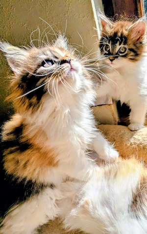 Maine Coon Kitten 